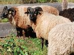 5 Drentse heideschapen ramlammeren, Dieren en Toebehoren, Mannelijk, Schaap, 0 tot 2 jaar