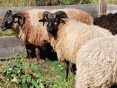 5 Drentse heideschapen ramlammeren, Dieren en Toebehoren, Schapen, Geiten en Varkens, Schaap, Mannelijk, 0 tot 2 jaar