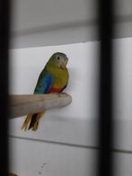 Turquoisine parkiet roodbuik  split dilute, Dieren en Toebehoren, Geslacht onbekend, Parkiet, Geringd