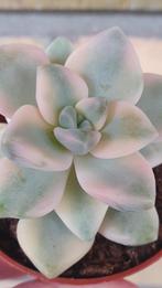 Graptoveria Titubans variegata vetplant succulent, Overige soorten, Minder dan 100 cm, Halfschaduw, Ophalen