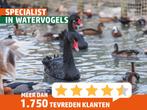 Zwarte zwanen | Koppels te koop | Losse dieren te koop
