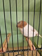 Gloster Corona, Dieren en Toebehoren, Mannelijk, Postuurkanarie