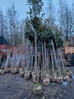 Photinia Red Robin Hoogstam 2 voor 175€, Overige soorten, Lente, 100 tot 250 cm, Ophalen
