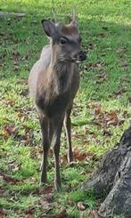 Sika hert, sikahert, bok, hertenbok, Dieren en Toebehoren, Juni, Mannelijk