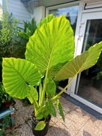 alocasia macrorrhi / olifantsoor, Huis en Inrichting, Kamerplanten, Ophalen, Overige soorten, Halfschaduw, 150 tot 200 cm