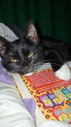 Lieve poes, Dieren en Toebehoren, Katten en Kittens | Overige Katten, Poes