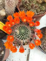 Gevraagd  lobivia en rebutia cactussen, Ophalen of Verzenden, Zomer, Eenjarig, Volle zon