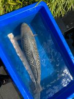 Soragoi ginrin, kwaliteit koi met certificaat, Dieren en Toebehoren, Vissen | Vijvervissen, Karper of Koi