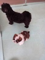 Te koop Shih tzu, Dieren en Toebehoren, Honden | Niet-rashonden, Reu, CDV (hondenziekte), 8 tot 15 weken, Eén hond