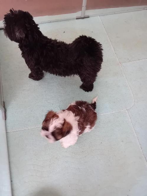 Te koop Shih tzu, Dieren en Toebehoren, Honden | Niet-rashonden, Klein, Reu, Particulier, Eén hond, Nederland, 8 tot 15 weken