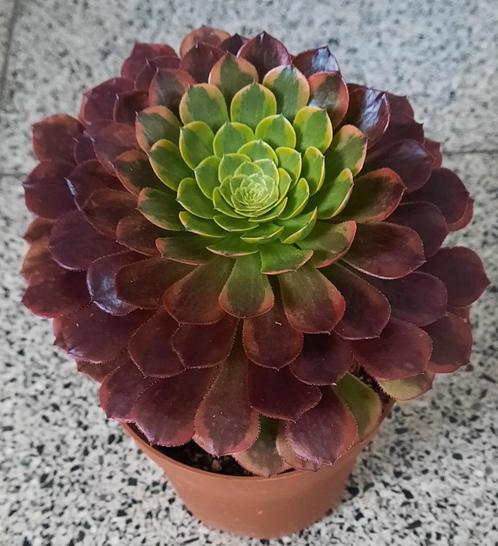 Aeonium Fiesta of Sunrise, Huis en Inrichting, Kamerplanten, Vetplant, Minder dan 100 cm, Bloeiende kamerplant, Halfschaduw, Ophalen of Verzenden
