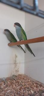 Ayamara parkiet, Dieren en Toebehoren, Mannelijk, Parkiet, Geringd