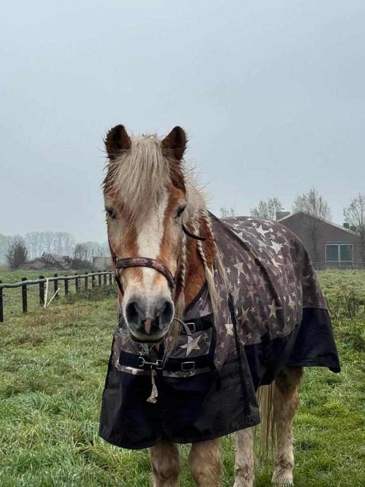 Stal voor lief oud of (vroeg)gepensioneerd paard/pony, Dieren en Toebehoren, Stalling en Weidegang, Stalling, Weidegang, 2 of 3 paarden of pony's
