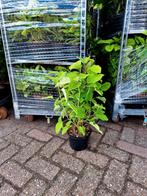 Hortensia Hydrangea 'Annabelle'🌿 300 Stuks, Tuin en Terras, Planten | Tuinplanten, Ophalen, Overige soorten, Halfschaduw