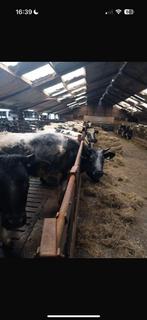 Gevraagd jongvee voor op stal, Dieren en Toebehoren, Stalling en Weidegang, Stalling