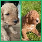 Labradoodle / Australian labradoodle pups, Dieren en Toebehoren, Overige rassen, 8 tot 15 weken, Parvo, Meerdere
