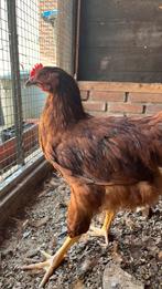 RIR, haan, Red Islands, Dieren en Toebehoren, Mannelijk, Kip