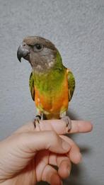 Bonte Boer papegaai, Dieren en Toebehoren, Vogels | Parkieten en Papegaaien, Mannelijk, Papegaai, Geringd