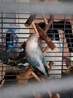 19 weken oude agapornis Fischerie, Geslacht onbekend, Dwergpapegaai of Agapornis, Geringd