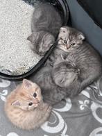Brits kittens, Dieren en Toebehoren, Meerdere dieren, Kortharig, 0 tot 2 jaar