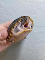 Te koop kweekvrouw kleine muskusschildpad, Dieren en Toebehoren, Schildpad, 7 tot 10 jaar