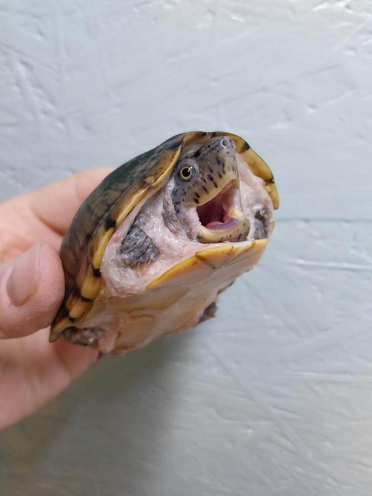 Te koop kweekvrouw kleine muskusschildpad, Dieren en Toebehoren, Reptielen en Amfibieën, Schildpad, 7 tot 10 jaar