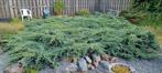 Gratis tuin planten., Ophalen, Zo goed als nieuw