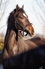 Deessuurhengst van Santiano, Dieren en Toebehoren, Paarden, Hengst, Dressuurpaard, 0 tot 2 jaar