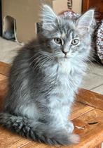 Maine Coon kittens, Dieren en Toebehoren, Meerdere dieren, Ontwormd, 0 tot 2 jaar