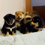 Shiba inu puppies (België, Genk), België, Particulier, Rabiës (hondsdolheid), Overige rassen
