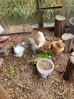 wyandotte kip, Dieren en Toebehoren, Pluimvee, Vrouwelijk, Kip