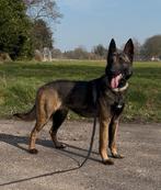 Getrainde waakhond, CDV (hondenziekte), 1 tot 2 jaar, Teef, Eén hond