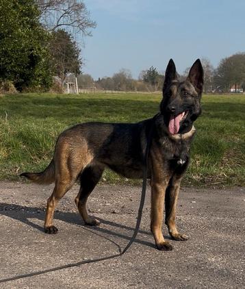 Getrainde waakhond beschikbaar voor biedingen