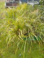 Citroengras, Tuin en Terras, Planten | Tuinplanten, Ophalen, Volle zon, Bloeit niet, Groenteplanten