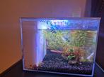Aquarium met blauwe garnalen en led, Ophalen of Verzenden, Zo goed als nieuw, Leeg aquarium