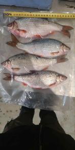 Aasvis voor snoek, snoekbaars en meerval, Dieren en Toebehoren, Vissen | Aquariumvissen, Vis