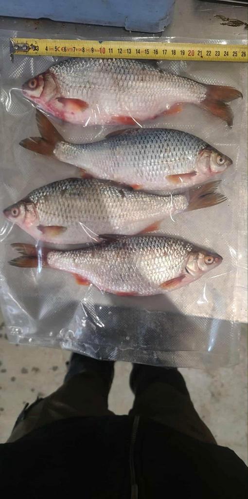 Aasvis voor snoek, snoekbaars en meerval, Dieren en Toebehoren, Vissen | Aquariumvissen, Vis