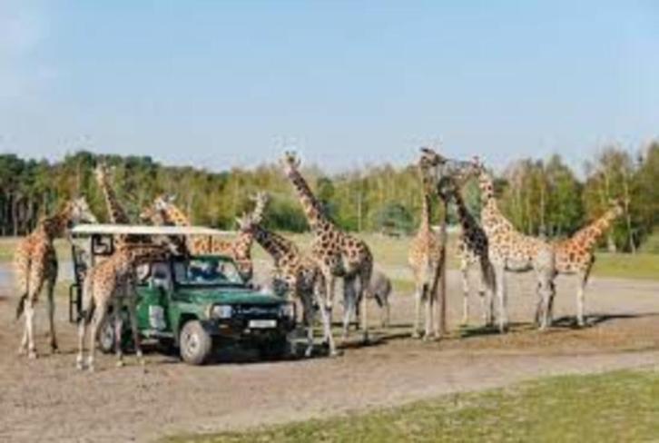 30% korting pp Safaripark Beekse Bergen (max. 4 personen), Tickets en Kaartjes, Recreatie | Dierentuinen, Drie personen of meer