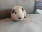Mooi cali beertje, Dieren en Toebehoren, Knaagdieren, November, Mannelijk, Cavia