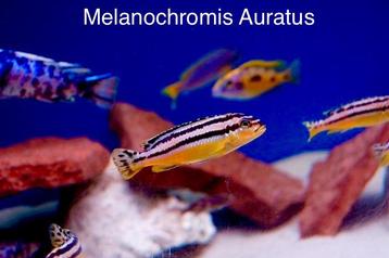 Melanochromis Auratus F1 beschikbaar voor biedingen