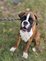 Boxer pups FCI stamboom, Rabiës (hondsdolheid), 15 weken tot 1 jaar, Meerdere, Nederland