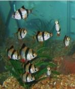 Sumatraan - Leuke scholenvis voor uw tropisch aquarium., Dieren en Toebehoren, Vissen | Aquariumvissen, Vis, Zoetwatervis, Schoolvis