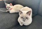 Britse korthaar kitten - nog 1 blue point kater!!, Dieren en Toebehoren, Katten en Kittens | Raskatten | Korthaar, Kater, Gechipt