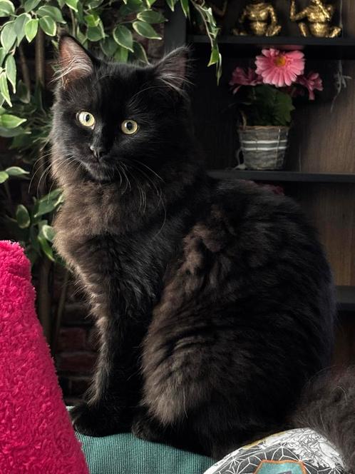 Black solid ragdoll poes 9 mnd . met stamboom, Dieren en Toebehoren, Katten en Kittens | Raskatten | Langhaar, Poes, 0 tot 2 jaar