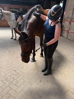 Bijrijd paard/pony gezocht!!, Ophalen of Verzenden