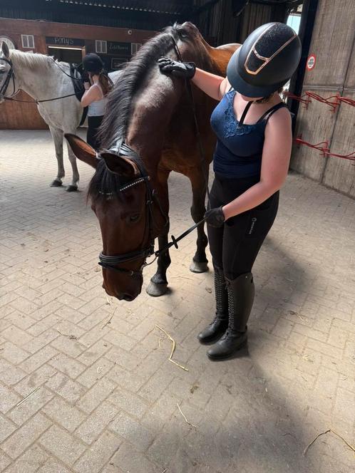 Bijrijd paard/pony gezocht!!, Dieren en Toebehoren, Paarden en Pony's | Verzorgingsproducten, Ophalen of Verzenden