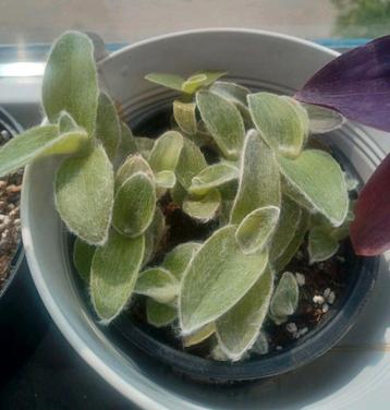 Fluffy stekje Tradescantia "Sillamontana" beschikbaar voor biedingen
