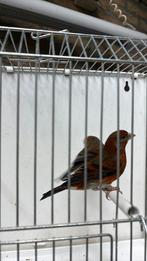 Bastaard kapoetsensijzen, Dieren en Toebehoren, Vogels | Overige Vogels, Mannelijk, Geringd