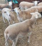 Nolana ruischaap ooi ram lammeren schaap schapen, Dieren en Toebehoren, Schapen, Geiten en Varkens, Meerdere dieren, Schaap