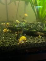 Gele appelslakken, Slak of Weekdier